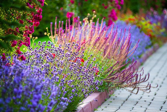 Brightly colored flower garden