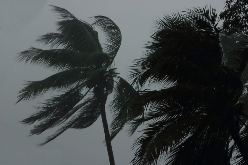 Coconut palms tree during heavy wind or hurricane. Rainy day