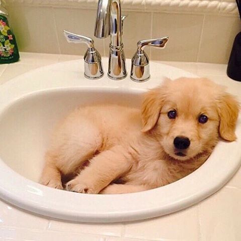 A puppy in a sink