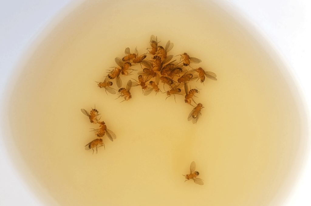 How to get rid of Fruit Flies in the house or bathroom 